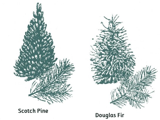Types-of-Christmas-Trees-010